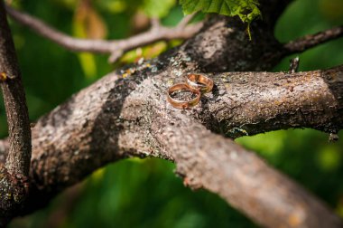 Ahşap dalda altın alyanslar