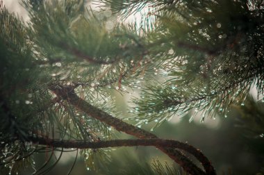 Ladin dallarında su damlaları