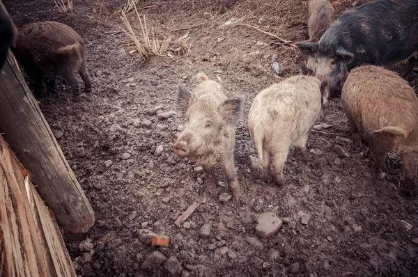 Dziki na padoku — Zdjęcie stockowe