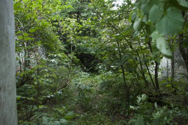 Eski terk edilmiş kilisenin içindeki yeşil orman