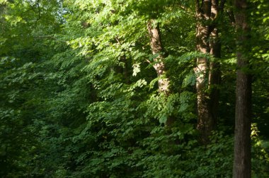Ormanda yapraklı yeşil ağaçlar
