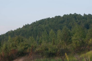 Ormanda yapraklı yeşil ağaçlar ve mavi gökyüzü