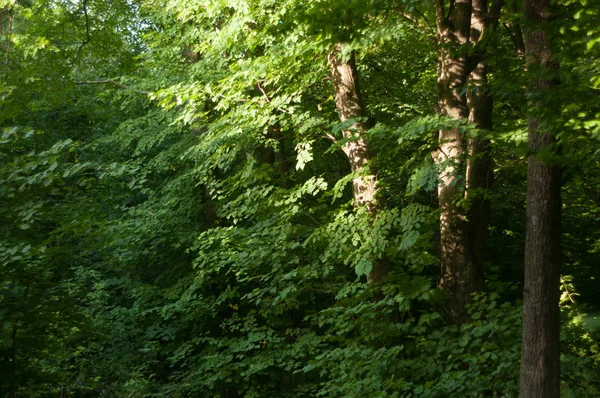 Ormanda yapraklı yeşil ağaçlar