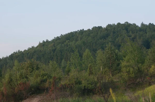 Ormanda yapraklı yeşil ağaçlar ve mavi gökyüzü