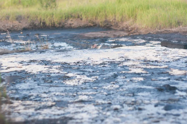 Water plassen in het moeras en groen — Stockfoto