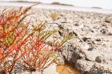 Çamurda mikro pembe gölün yakınında büyüyen kırmızı renkli bitkiler ile yeşil
