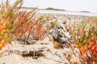 Çamurda mikro pembe gölün yakınında büyüyen kırmızı renkli bitkiler ile yeşil