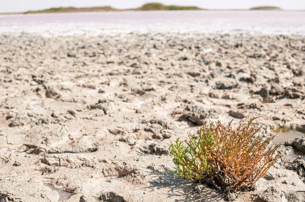 Verde solitário com planta de cor vermelha crescendo perto do lago rosa na lama — Fotografia de Stock