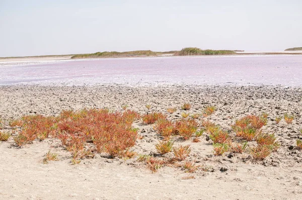 绿色与红色植物生长在粉红色的湖附近的泥浆在西瓦赫 — 图库照片