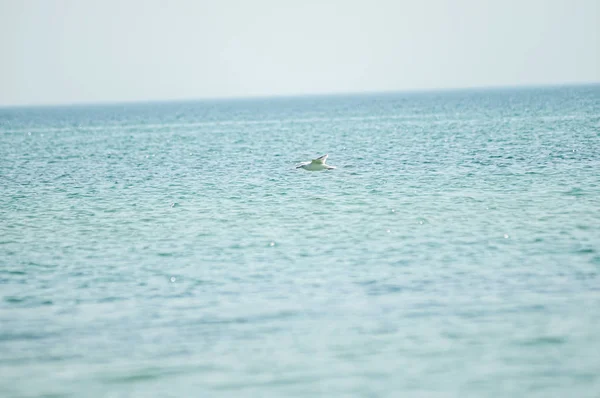 Zeemeeuw, vliegen over de blauwe zee — Stockfoto