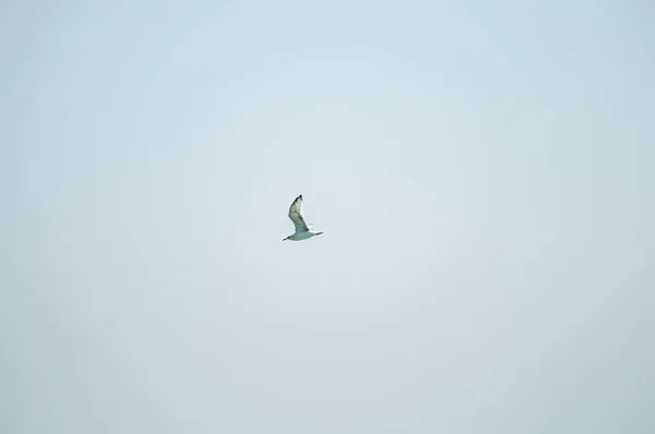 Gaivota voa no céu azul — Fotografia de Stock