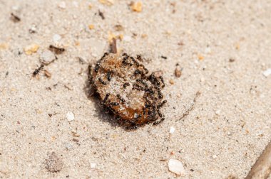 Karıncalar sarı kum üzerinde reçel yiyor