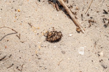 Karıncalar sarı kum üzerinde reçel yiyor