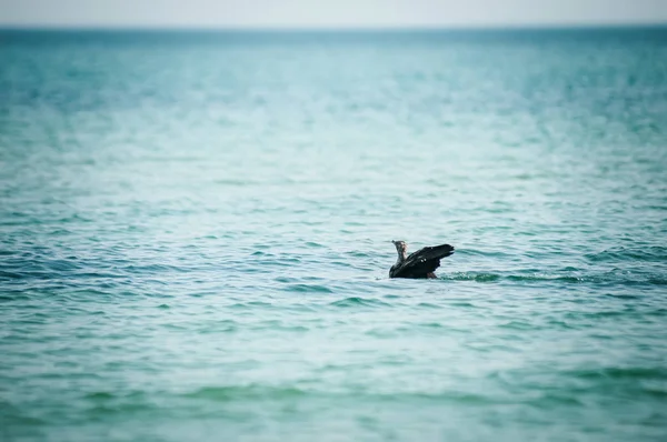 Zwart met witte vogel zit op het water — Stockfoto