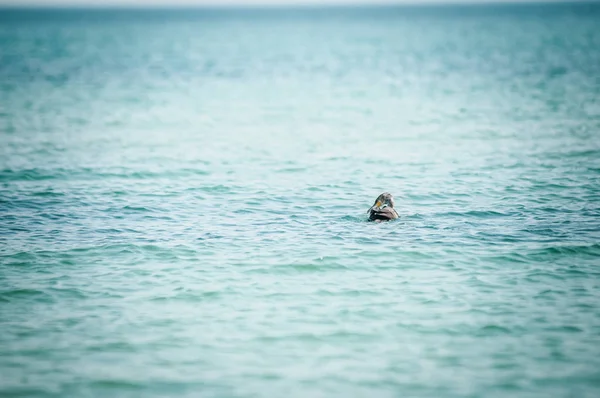 Zwart met witte vogel zit op het water — Stockfoto