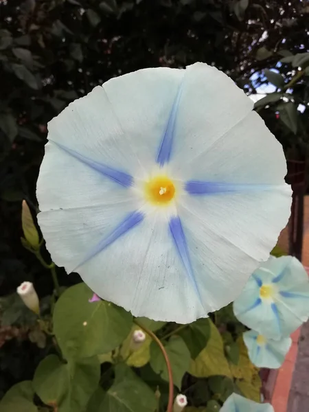 Blanco con flores azules en el arbusto —  Fotos de Stock