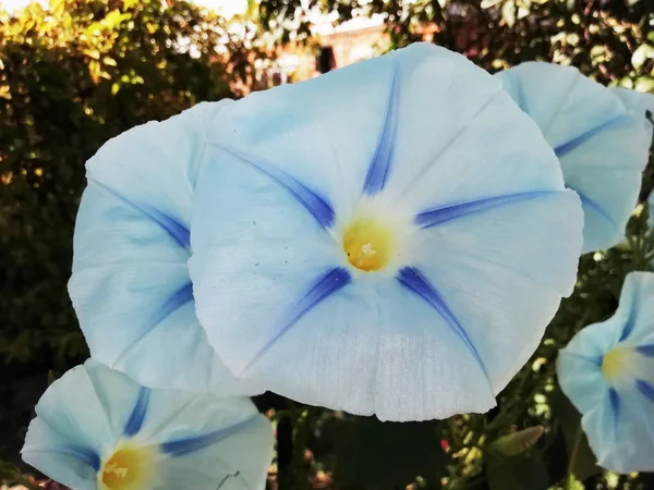 Blanco con flores azules en el arbusto —  Fotos de Stock