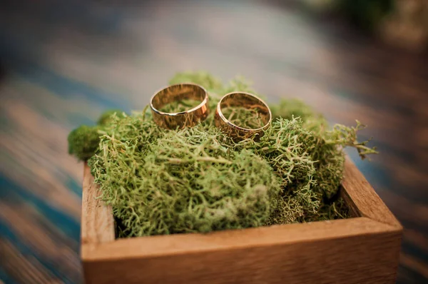 Arany jegygyűrűk a zöld bonsai-on. — Stock Fotó