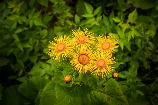 Sárga Virág Virágzik Közepén — Stock Fotó