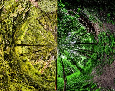 Sarı ve yeşil ormanın dairesel manzarası