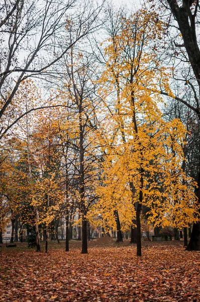 Осень Парк Желтые Листья Деревьях — стоковое фото