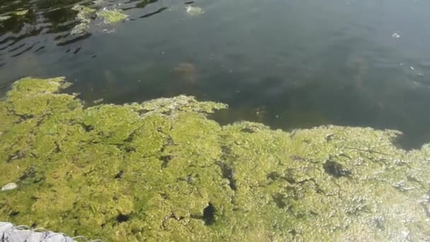 Beelden Van Het Meer Met Groene Algen Erop — Stockvideo