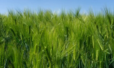 Parlak mavi bir yaz gününde olgun sakallı arpa. Çimen familyasının bir üyesidir ve küresel olarak ılıman iklimlerde yetişen büyük bir tahıldır..