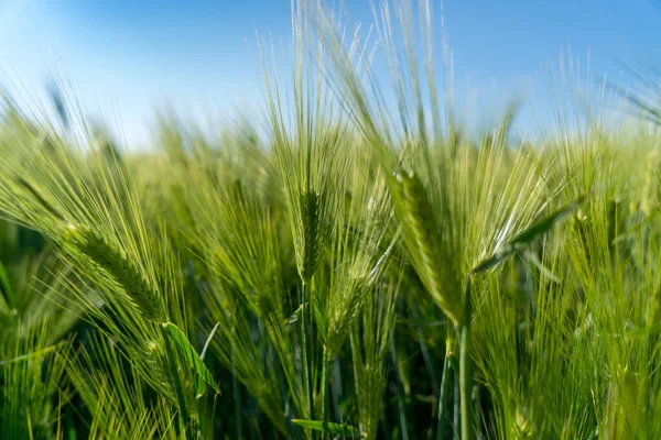 Ripening bearded barley on a bright blue summer day. It is a member of the grass family, is a major cereal grain grown in temperate climates globally.