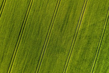 Parlak bir yaz gününde olgun sakallı arpa manzarası. Çimen familyasının bir üyesidir ve küresel olarak ılıman iklimlerde yetişen büyük bir tahıldır..