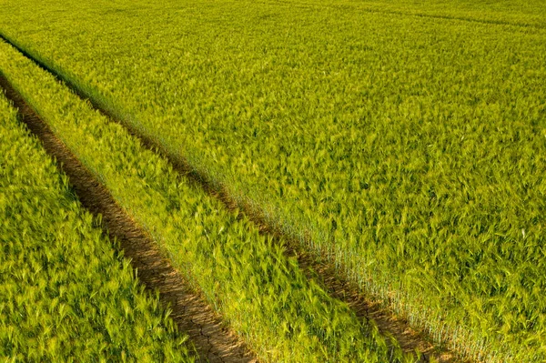 Aerial view of Ripening bearded barley on a bright summer day day. It is a member of the grass family, is a major cereal grain grown in temperate climates globally.