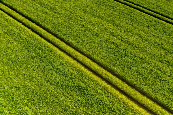 Aerial view of Ripening bearded barley on a bright summer day day. It is a member of the grass family, is a major cereal grain grown in temperate climates globally.
