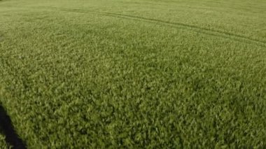 Parlak mavi bir yaz gününde olgun sakallı arpa. Çimen familyasının bir üyesidir ve küresel olarak ılıman iklimlerde yetişen büyük bir tahıldır..