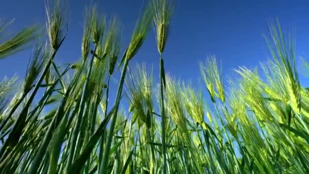 在明亮的蓝色夏日 成熟的长胡子大麦 它是草科的一员 是全球温带气候下种植的主要谷类谷物 — 图库视频影像