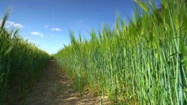 Parlak mavi bir yaz gününde olgun sakallı arpa. Çimen familyasının bir üyesidir ve küresel olarak ılıman iklimlerde yetişen büyük bir tahıldır..