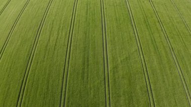 Parlak mavi bir yaz gününde olgun sakallı arpa. Çimen familyasının bir üyesidir ve küresel olarak ılıman iklimlerde yetişen büyük bir tahıldır..