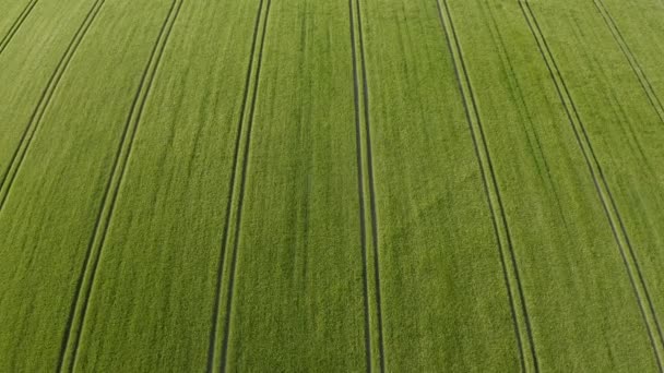 在明亮的蓝色夏日 成熟的长胡子大麦 它是草科的一员 是全球温带气候下种植的主要谷类谷物 — 图库视频影像