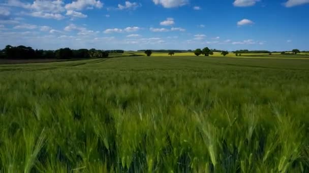 Campo Cevada Timelapse Dia Verão Escuro Tempestuoso Membro Família Grama — Vídeo de Stock