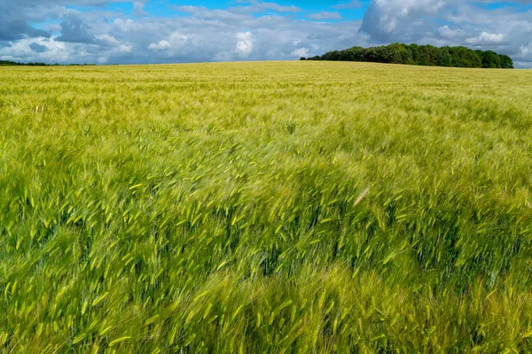 Ripening bearded barley on a bright summer day. It is a member of the grass family, is a major cereal grain grown in temperate climates globally.