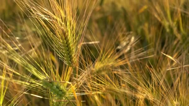 ノースヨークシャー州ハロゲートの亜麻仁近くで日の出の間にひげを生やした大麦 それは草の家族の一員であり 世界中の温帯気候で栽培されている主要な穀物です — ストック動画