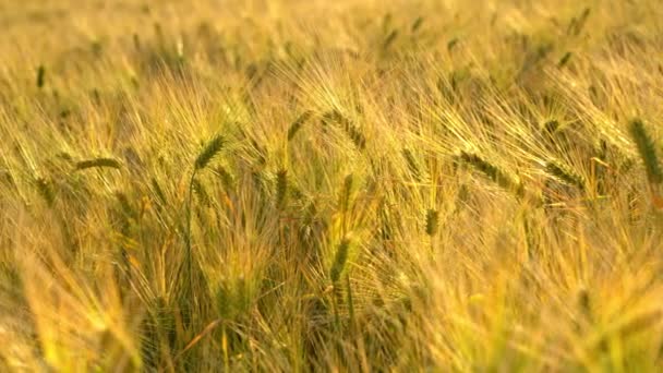 日出日落时 在北约克郡哈罗盖特的弗拉斯比附近长胡子的大麦 它是草科的一员 是全球温带气候下种植的主要谷类谷物 — 图库视频影像
