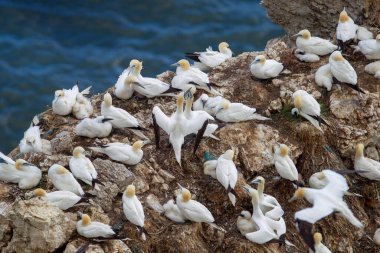 Scale Nab 'de yuva yapan kuzey sümsük kuşları İngiltere' nin Doğu Yorkshire 'daki Flamborough Head yakınlarında bulunan balıkçı ağlarının oluşturduğu plastik halatı gösteriyor.