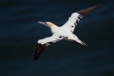 Kuzey sümsük kuşu Bempton Kayalıkları, Flamborough Head, Doğu Yorkshire, İngiltere 'nin tepelerinden uçuyor.