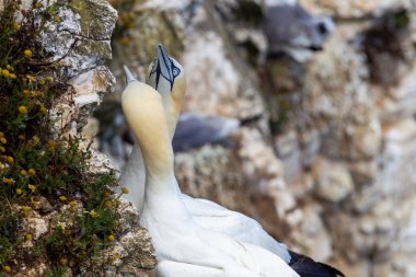 Scale Nab 'e yuva yapan sümsük kuşları İngiltere' nin Doğu Yorkshire, Flamborough Head yakınlarındaki Bempton Kayalıkları 'nın bir parçası.
