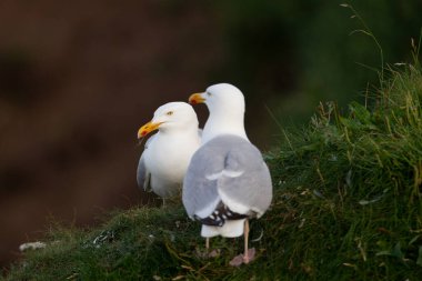 Ringa martısı yaz çiçekleriyle kaplı bir çim yamacında duruyor. Bempton Kayalıkları, Flamborough Head, Doğu Yorkshire, İngiltere yakınlarında.