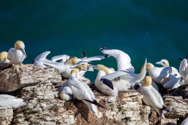 Kuzey Garnet Kuzey Yorkshire, İngiltere 'deki Bempton Kayalıkları' ndaki uçurumlarda birbirlerini kolluyorlar.