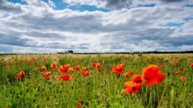Thirsk, North Yorkshire, İngiltere yakınlarındaki Sakallı Arpa tarlasında açan Kırmızı Gelinciklerin Zaman Süreleri