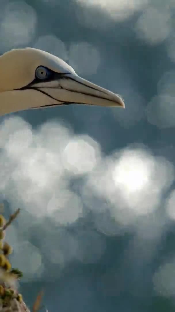 英国北约克郡 班普敦悬崖上的黄石公园 在粉笔露头上装饰着羽毛 — 图库视频影像