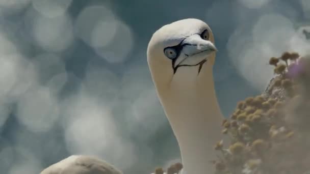 Gannets Bempton Cliffs Preening Feathers Křídk Outliff North Yorkshire — Stock video