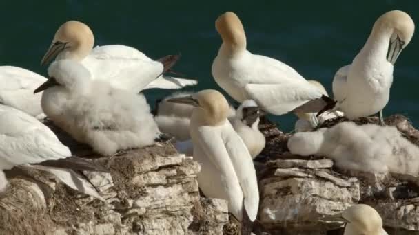 Gannets Bempton Cliffs Preening Feathers Křídk Outliff North Yorkshire — Stock video
