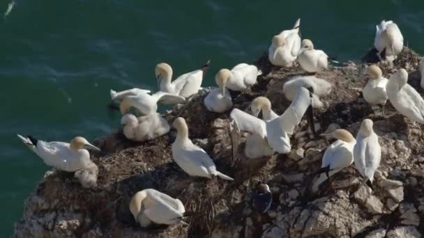 Gannets Bempton Cliffs Preening Feathers Křídk Outliff North Yorkshire — Stock video